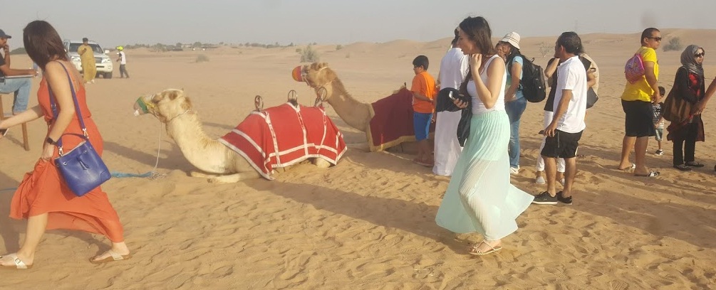 Camel Safari